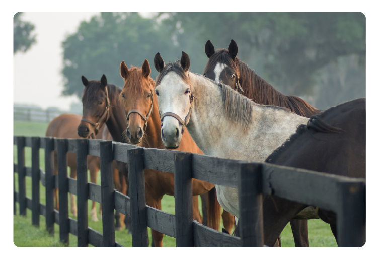 Herd of curious Thoroughbred mares