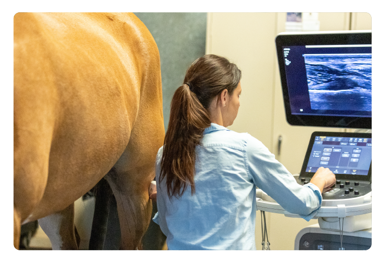 Equine Veterinarian Exam Using an Ultrasound 